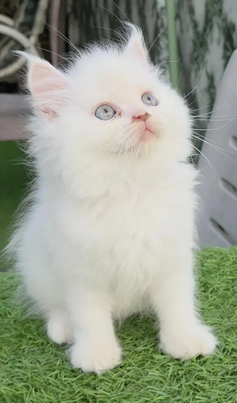 Snow White Persian kitten — photo 3