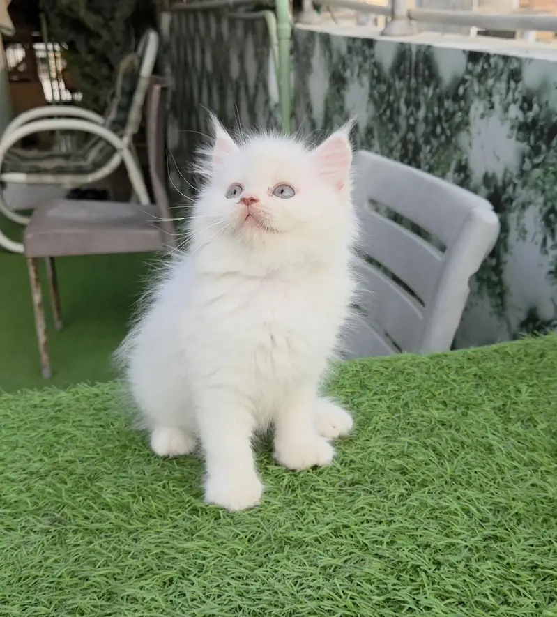 Snow White Persian kitten — photo 4