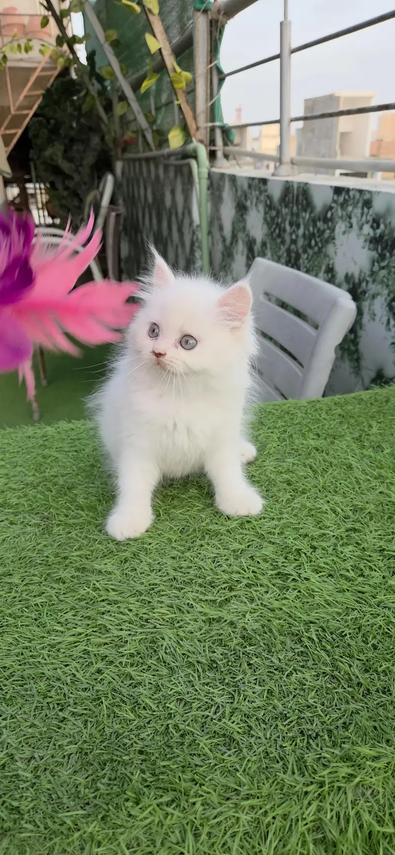 Snow White Persian kitten — photo 5