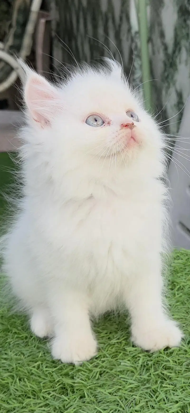 Snow White Persian kitten — photo 6