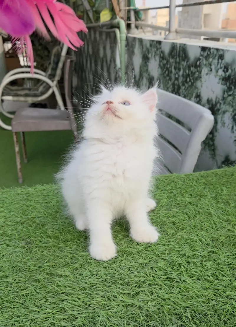 Snow White Persian kitten — photo 8
