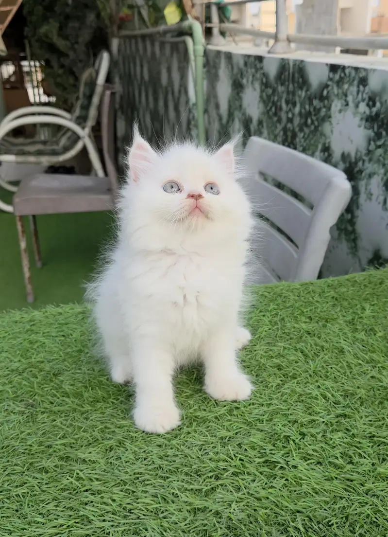 Snow White Persian kitten — photo 9