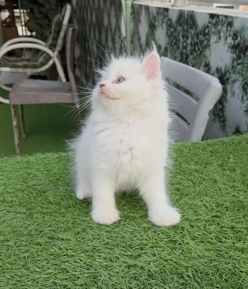 Snow White Persian kitten — photo 10