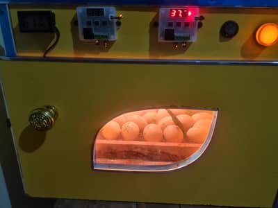 incubator and brooder for sale