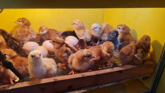 brooder and incubator for sale