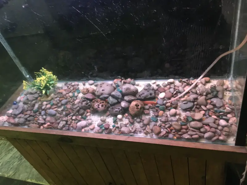 Luxury style Pure Wooden 3 foot 6mm Aquarium — photo 8