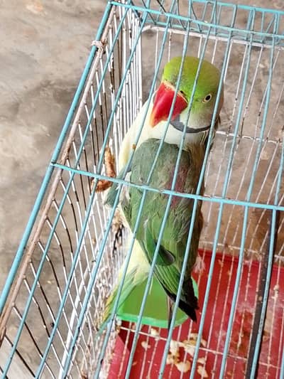 raw parrot