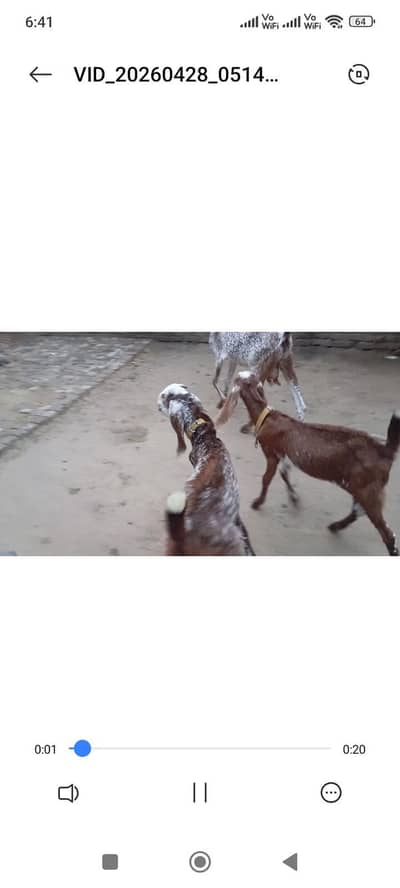 Dasi bachy