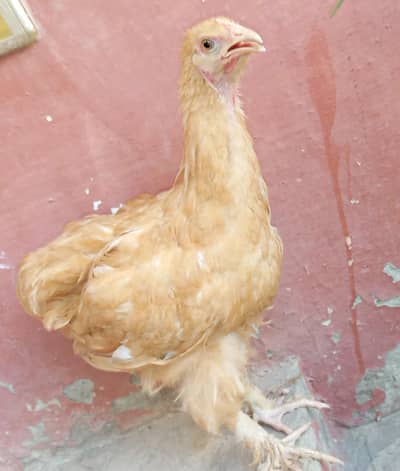 Golden buff hen for sale