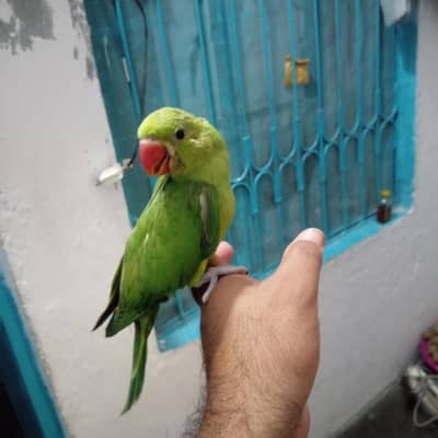full hamed tame 0 bite