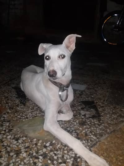 my dog sall