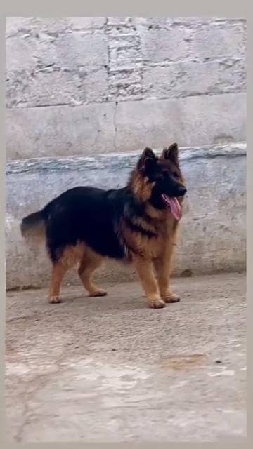 German shepherd