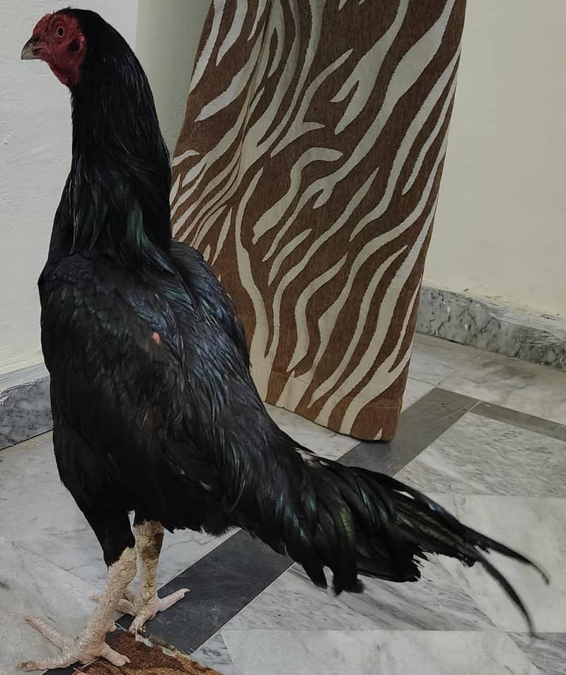 Outclass Kit Mushka Patha 1