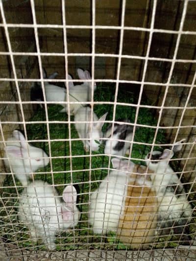 Desi rabbit available red eyes 800 per piece