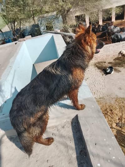 long coated German shepherd female