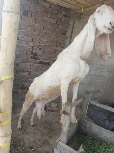 Rajan pori bakri