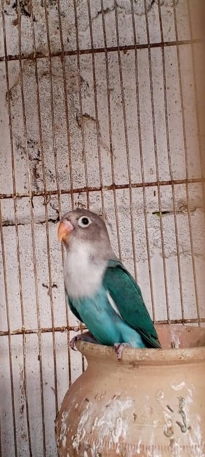 blue fisher home breed