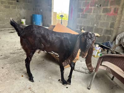 kamori bakri female goat