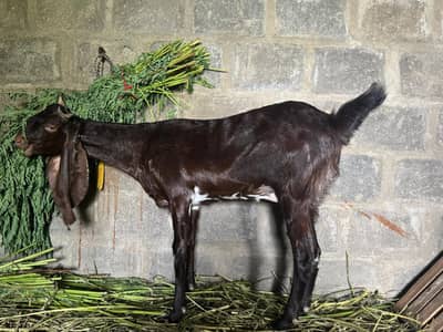 kamori bakri female goat