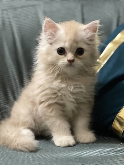 persian cat