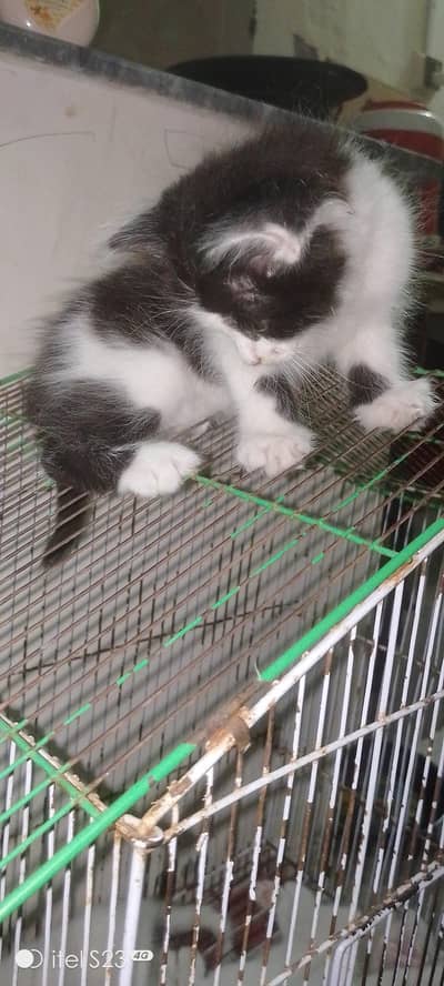 playful kittens in pair