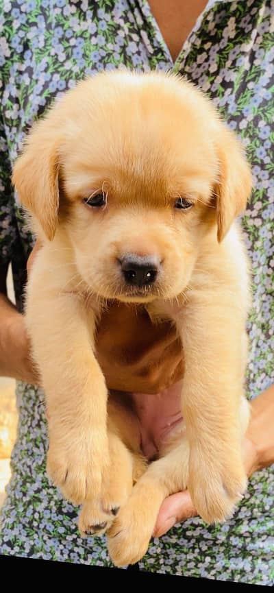 Labrador puppies