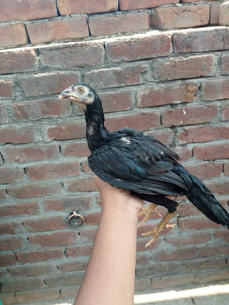 aseel patha 0