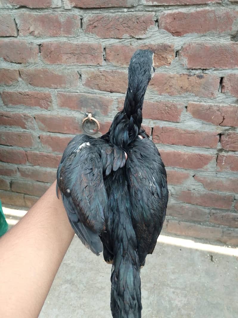aseel patha 1