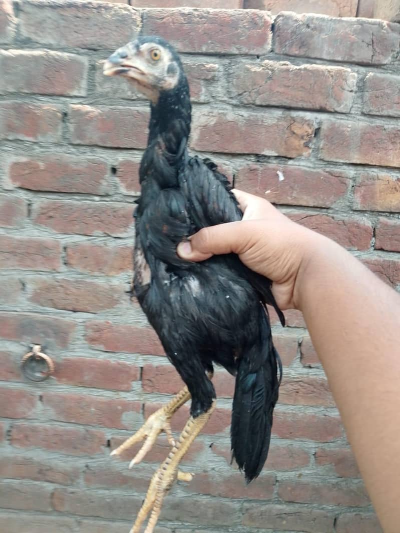 aseel patha 3