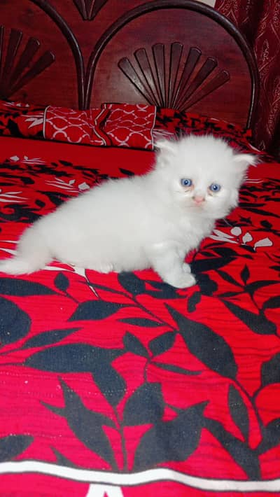 Pershain cat home bred 3 face ball