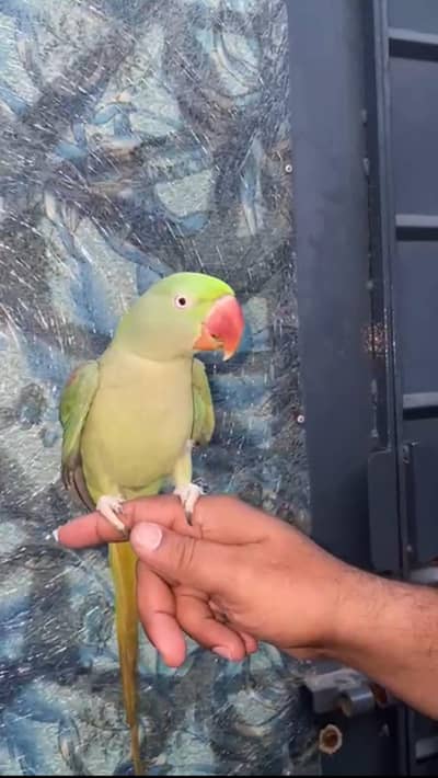 Kashmiri Raw Female Parrot For Sale