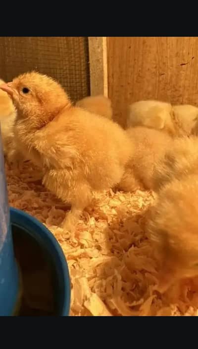 only golden buff ka chick 550