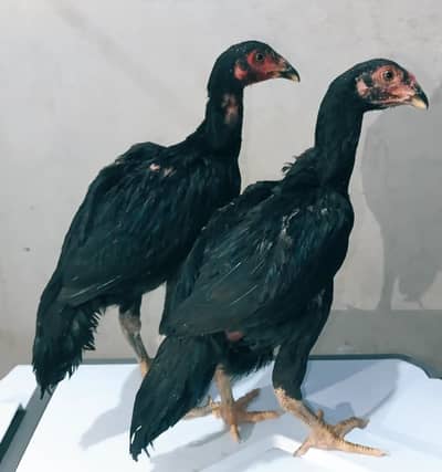 mushka pair