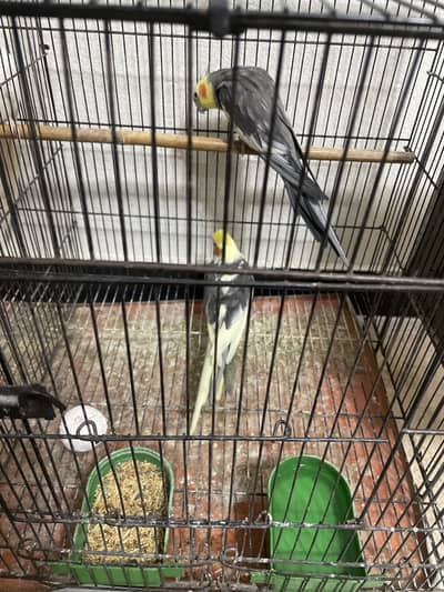 Double Side cage with cockatiels pair & Male breeder