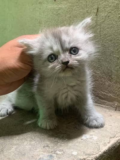 kitten for sale