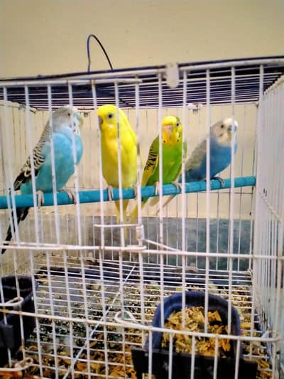 ​4 Australian Parrots (Budgies) with Cage for Sale