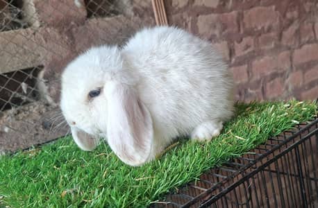 Holland Lop