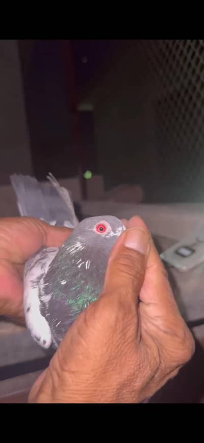 KAMGAR RED EYES