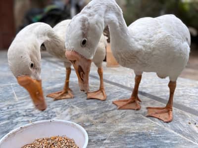 Duck | Batakh | Goose ( Pair )