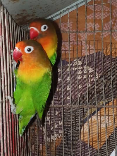 Fisher,ludino ND pineapple conure red chick