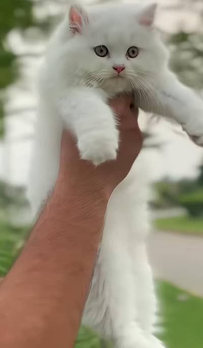 I want to sale my Persian vacinated cat
