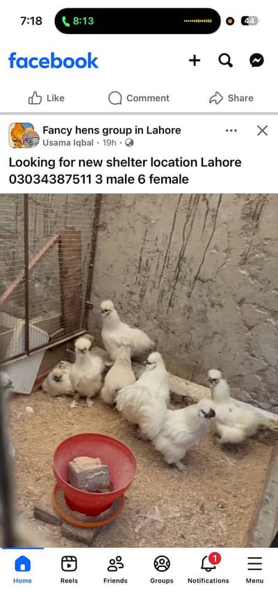 Silkie chicks