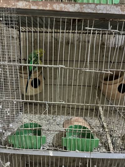Parrot cage