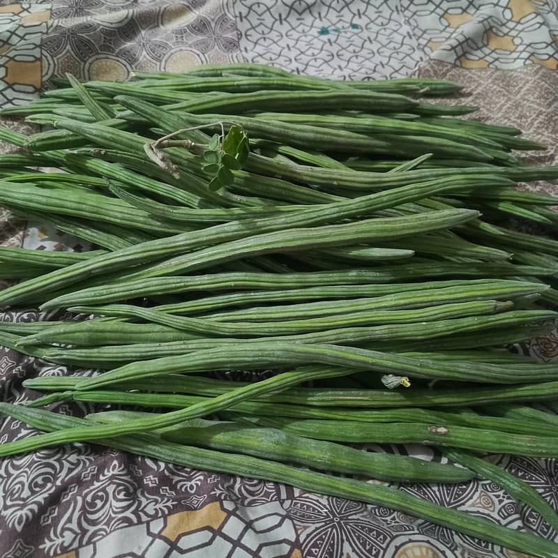 Moringa Beens 1