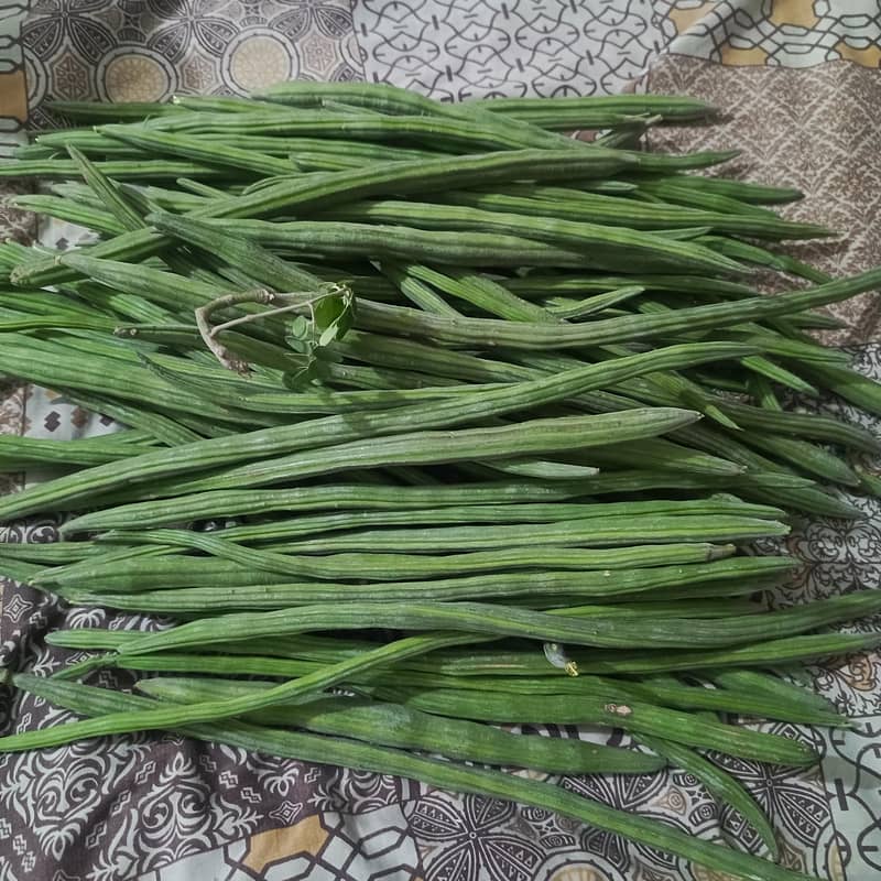 Moringa Beens 2