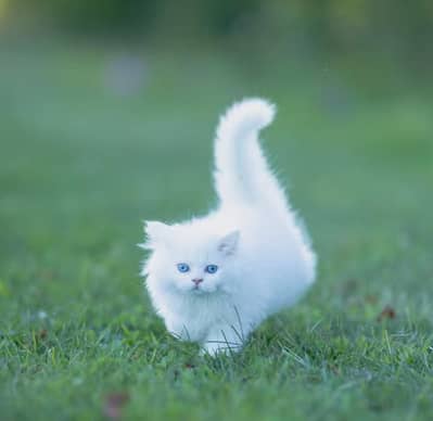 pursian 1 month kittens