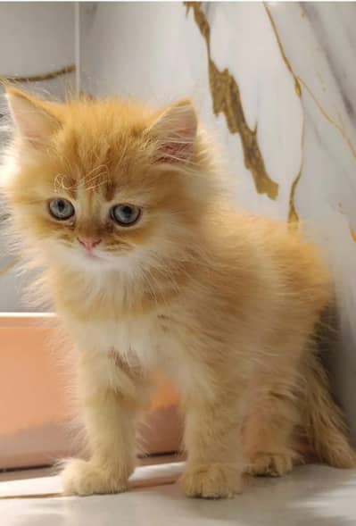 British short hair kittens
