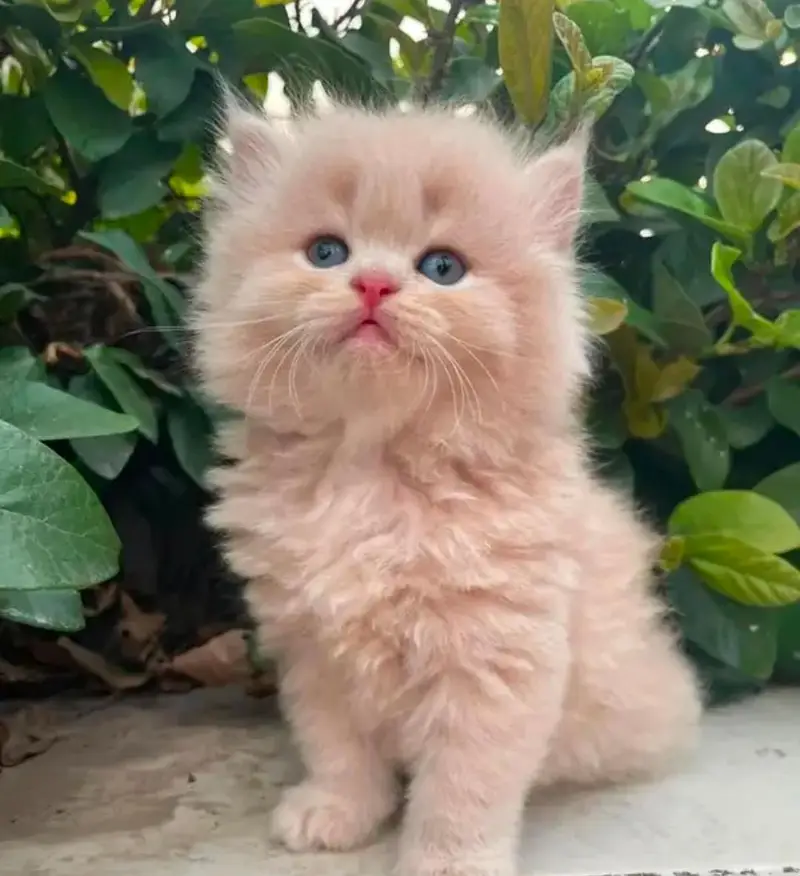 cash on delivery Persian kitten cats