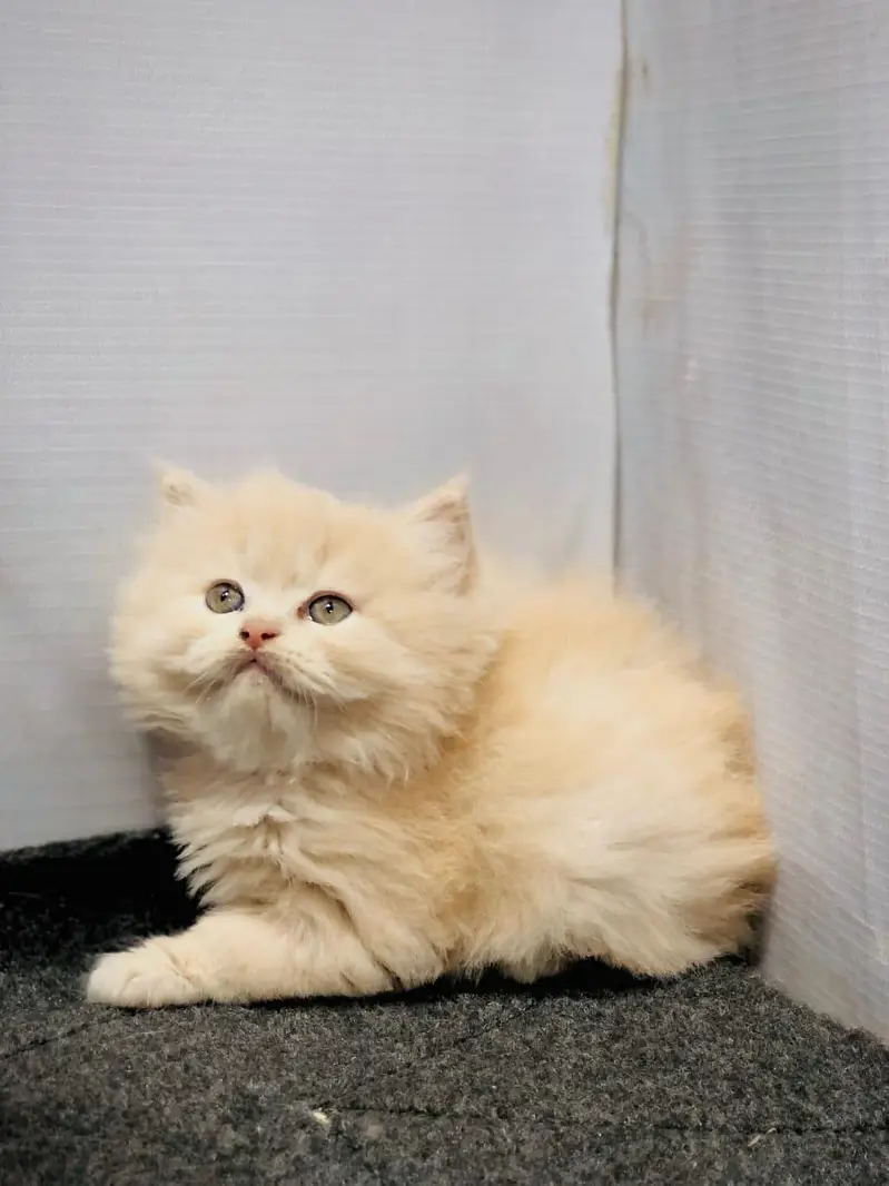cash on delivery Persian kitten cats — photo 10