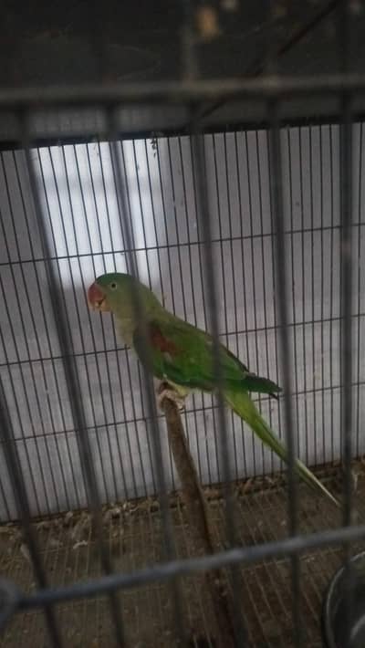 raw female for sale breedair. reason male fly kr gya